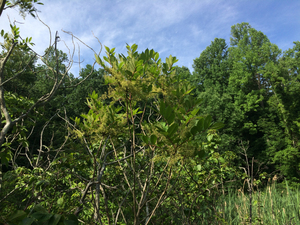 Photo By: Stephen M Young. Photo taken: Seneca County, NY on 19 June 2014